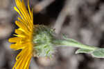 Ccottony goldenaster